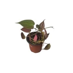 Philodendron Micans - Vining Philodendron - LIVE 4" Micans Philodendron - FREE SHIPPING -Cheap Plantly Store PhotoRoom 20231121 092629 5