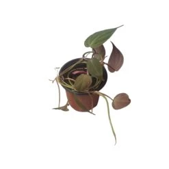 Philodendron Micans - Vining Philodendron - LIVE 4" Micans Philodendron - FREE SHIPPING -Cheap Plantly Store PhotoRoom 20231121 092629 6