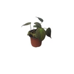Philodendron Micans - Vining Philodendron - LIVE 4" Micans Philodendron - FREE SHIPPING -Cheap Plantly Store PhotoRoom 20231121 092630 10