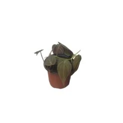 Philodendron Micans - Vining Philodendron - LIVE 4" Micans Philodendron - FREE SHIPPING -Cheap Plantly Store PhotoRoom 20231121 092630 11