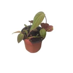 Philodendron Micans - Vining Philodendron - LIVE 4" Micans Philodendron - FREE SHIPPING -Cheap Plantly Store PhotoRoom 20231121 092630 7
