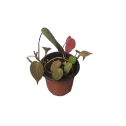 Philodendron Micans - Vining Philodendron - LIVE 4" Micans Philodendron - FREE SHIPPING -Cheap Plantly Store PhotoRoom 20231121 092630 8