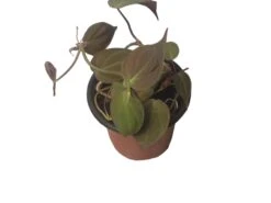 Philodendron Micans - Vining Philodendron - LIVE 4" Micans Philodendron - FREE SHIPPING -Cheap Plantly Store PhotoRoom 20231121 093016 1