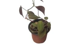 Philodendron Micans - Vining Philodendron - LIVE 4" Micans Philodendron - FREE SHIPPING -Cheap Plantly Store PhotoRoom 20231121 093016 2