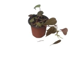 Philodendron Micans - Vining Philodendron - LIVE 4" Micans Philodendron - FREE SHIPPING -Cheap Plantly Store PhotoRoom 20231121 093016 3