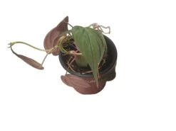 Philodendron Micans - Vining Philodendron - LIVE 4" Micans Philodendron - FREE SHIPPING -Cheap Plantly Store PhotoRoom 20231121 093016 4