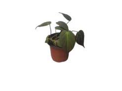 Philodendron Micans - Vining Philodendron - LIVE 4" Micans Philodendron - FREE SHIPPING -Cheap Plantly Store PhotoRoom 20231121 093017 10