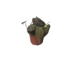 Philodendron Micans - Vining Philodendron - LIVE 4" Micans Philodendron - FREE SHIPPING -Cheap Plantly Store PhotoRoom 20231121 093017 11