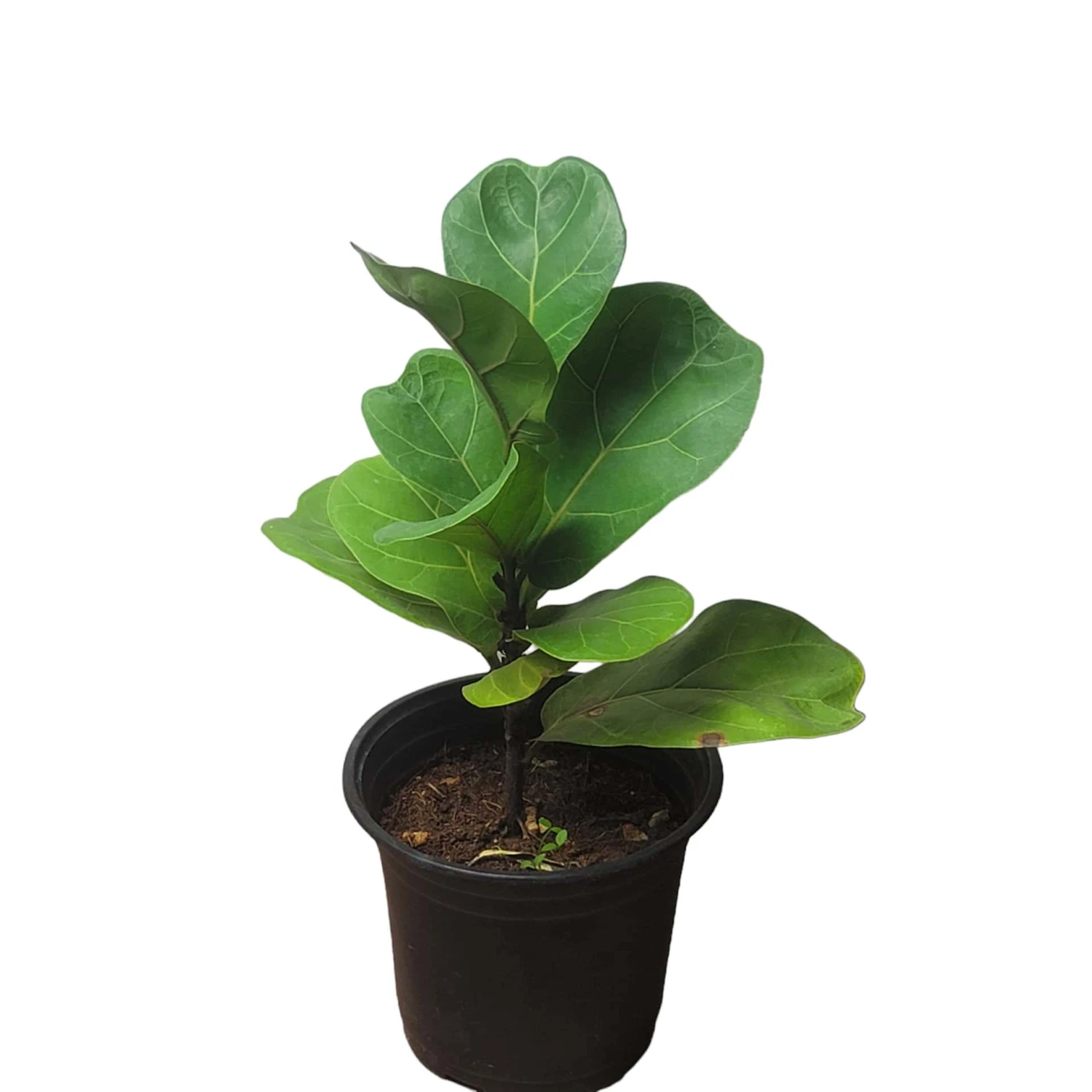 6" Fiddle-Leaf Fig - Bambino - LIVE Potted Plant - FREE SHIPPING 5 6" Fiddle-Leaf Fig - Bambino - LIVE Potted Plant - FREE SHIPPING - Image 3