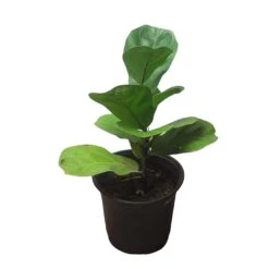 6" Fiddle-Leaf Fig - Bambino - LIVE Potted Plant - FREE SHIPPING 23 6" Fiddle-Leaf Fig - Bambino - LIVE Potted Plant - FREE SHIPPING -Cheap Plantly Store PhotoRoom 20231121 093017 15