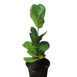 6" Fiddle-Leaf Fig - Bambino - LIVE Potted Plant - FREE SHIPPING 24 6" Fiddle-Leaf Fig - Bambino - LIVE Potted Plant - FREE SHIPPING -Cheap Plantly Store PhotoRoom 20231121 093017 16