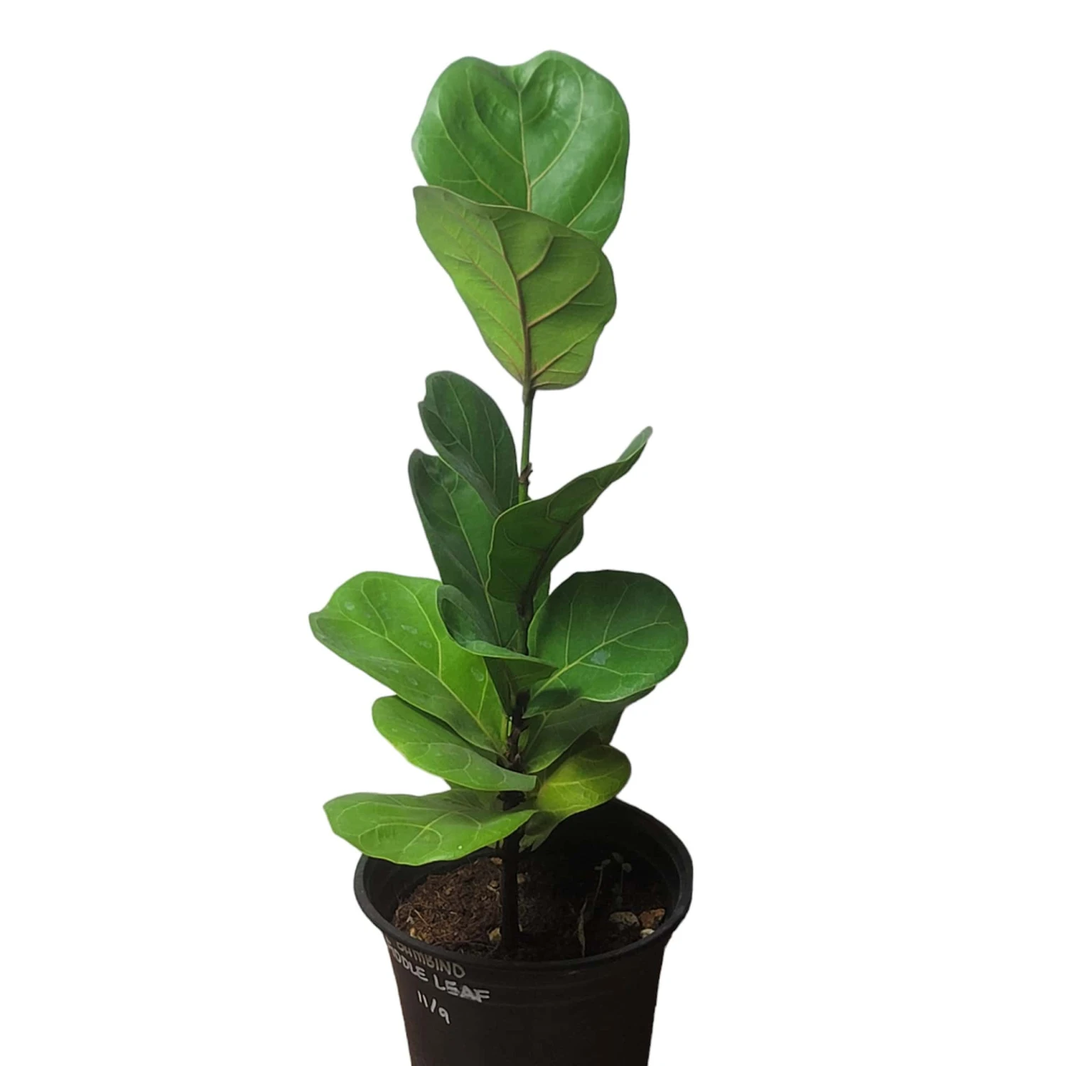 6" Fiddle-Leaf Fig - Bambino - LIVE Potted Plant - FREE SHIPPING 7 6" Fiddle-Leaf Fig - Bambino - LIVE Potted Plant - FREE SHIPPING - Image 5