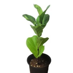 6" Fiddle-Leaf Fig - Bambino - LIVE Potted Plant - FREE SHIPPING 25 6" Fiddle-Leaf Fig - Bambino - LIVE Potted Plant - FREE SHIPPING -Cheap Plantly Store PhotoRoom 20231121 093017 17