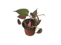 Philodendron Micans - Vining Philodendron - LIVE 4" Micans Philodendron - FREE SHIPPING -Cheap Plantly Store PhotoRoom 20231121 093017 5
