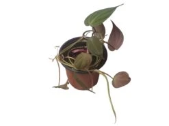 Philodendron Micans - Vining Philodendron - LIVE 4" Micans Philodendron - FREE SHIPPING -Cheap Plantly Store PhotoRoom 20231121 093017 6