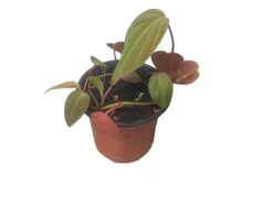 Philodendron Micans - Vining Philodendron - LIVE 4" Micans Philodendron - FREE SHIPPING -Cheap Plantly Store PhotoRoom 20231121 093017 7