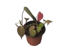 Philodendron Micans - Vining Philodendron - LIVE 4" Micans Philodendron - FREE SHIPPING -Cheap Plantly Store PhotoRoom 20231121 093017 8