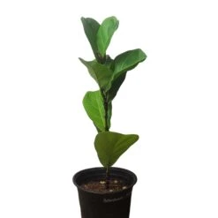 6" Fiddle-Leaf Fig - Bambino - LIVE Potted Plant - FREE SHIPPING 26 6" Fiddle-Leaf Fig - Bambino - LIVE Potted Plant - FREE SHIPPING -Cheap Plantly Store PhotoRoom 20231121 093018 19