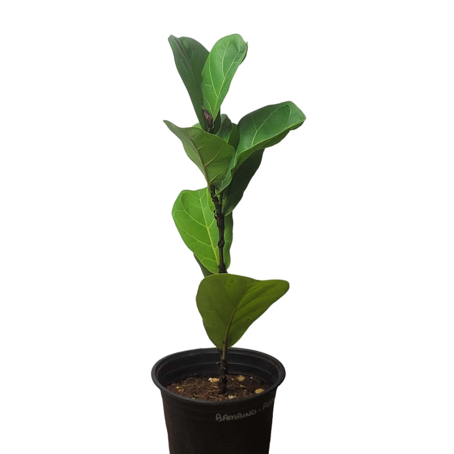 6" Fiddle-Leaf Fig - Bambino - LIVE Potted Plant - FREE SHIPPING 9 6" Fiddle-Leaf Fig - Bambino - LIVE Potted Plant - FREE SHIPPING - Image 7