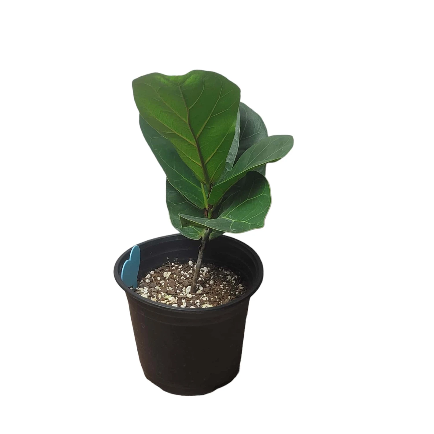 6" Fiddle-Leaf Fig - Bambino - LIVE Potted Plant - FREE SHIPPING 10 6" Fiddle-Leaf Fig - Bambino - LIVE Potted Plant - FREE SHIPPING - Image 8