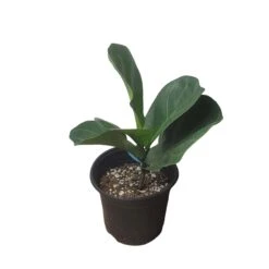 6" Fiddle-Leaf Fig - Bambino - LIVE Potted Plant - FREE SHIPPING 28 6" Fiddle-Leaf Fig - Bambino - LIVE Potted Plant - FREE SHIPPING -Cheap Plantly Store PhotoRoom 20231121 093018 22