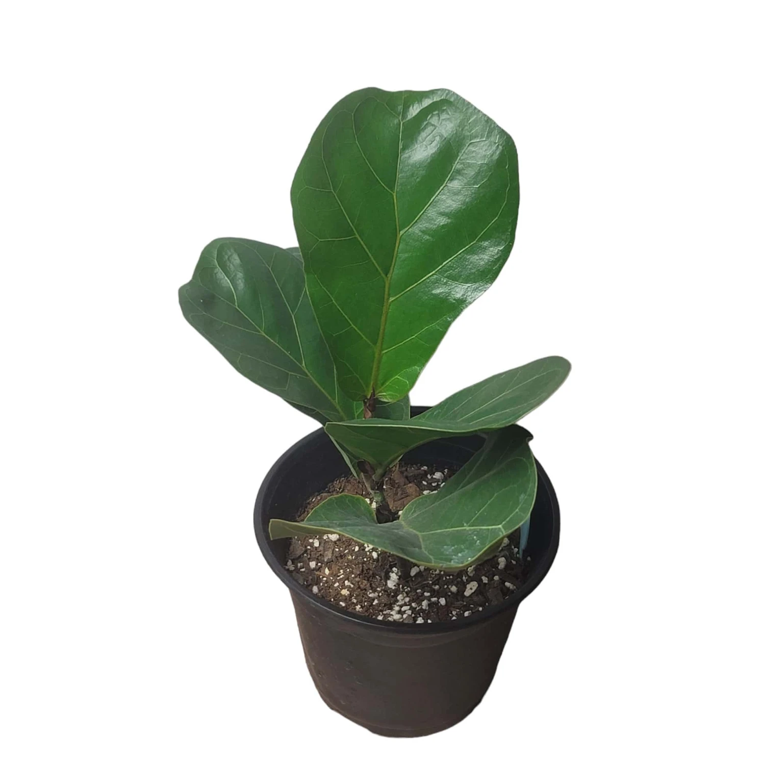 6" Fiddle-Leaf Fig - Bambino - LIVE Potted Plant - FREE SHIPPING 12 6" Fiddle-Leaf Fig - Bambino - LIVE Potted Plant - FREE SHIPPING - Image 10
