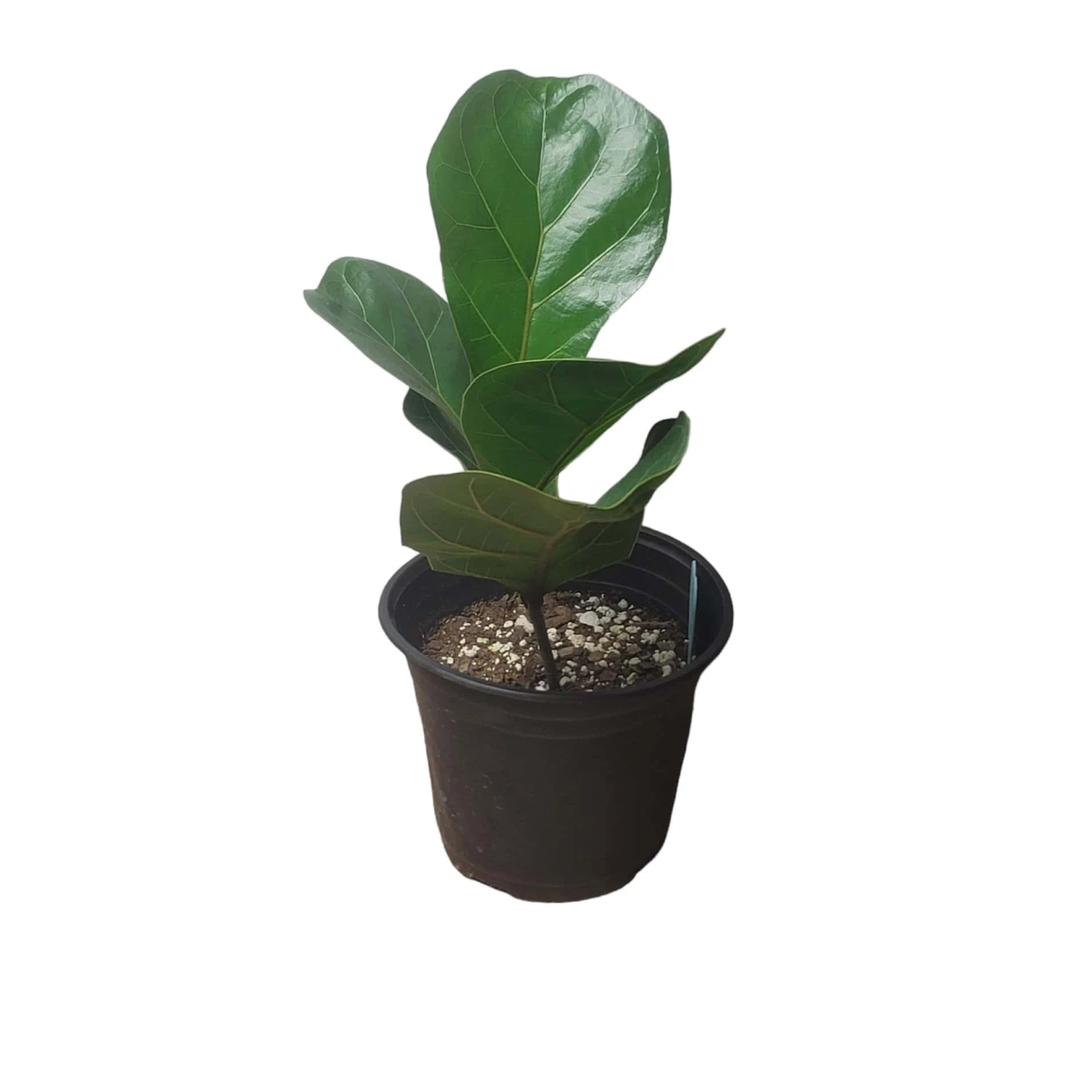 6" Fiddle-Leaf Fig - Bambino - LIVE Potted Plant - FREE SHIPPING 13 6" Fiddle-Leaf Fig - Bambino - LIVE Potted Plant - FREE SHIPPING - Image 11