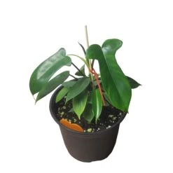 Philodendron Florida - LIVE 4" Or 6" Potted Plant - FREE SHIPPING -Cheap Plantly Store PhotoRoom 20231121 093018 25