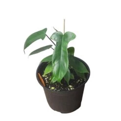 Philodendron Florida - LIVE 4" Or 6" Potted Plant - FREE SHIPPING -Cheap Plantly Store PhotoRoom 20231121 093018 26