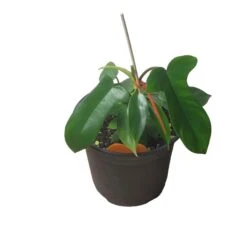 Philodendron Florida - LIVE 4" Or 6" Potted Plant - FREE SHIPPING -Cheap Plantly Store PhotoRoom 20231121 093018 28