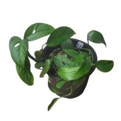 Monstera Adansonii Hanging Variety - 4" Or 6" LIVE Potted Plant - FREE SHIPPING -Cheap Plantly Store PhotoRoom 20231121 093019 30