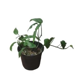 Monstera Adansonii Hanging Variety - 4" Or 6" LIVE Potted Plant - FREE SHIPPING -Cheap Plantly Store PhotoRoom 20231121 093019 31