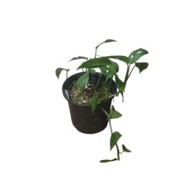 Monstera Adansonii Hanging Variety - 4" Or 6" LIVE Potted Plant - FREE SHIPPING -Cheap Plantly Store PhotoRoom 20231121 093019 32