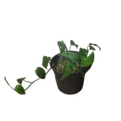Monstera Adansonii Hanging Variety - 4" Or 6" LIVE Potted Plant - FREE SHIPPING -Cheap Plantly Store PhotoRoom 20231121 093019 33