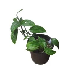 Monstera Adansonii Hanging Variety - 4" Or 6" LIVE Potted Plant - FREE SHIPPING