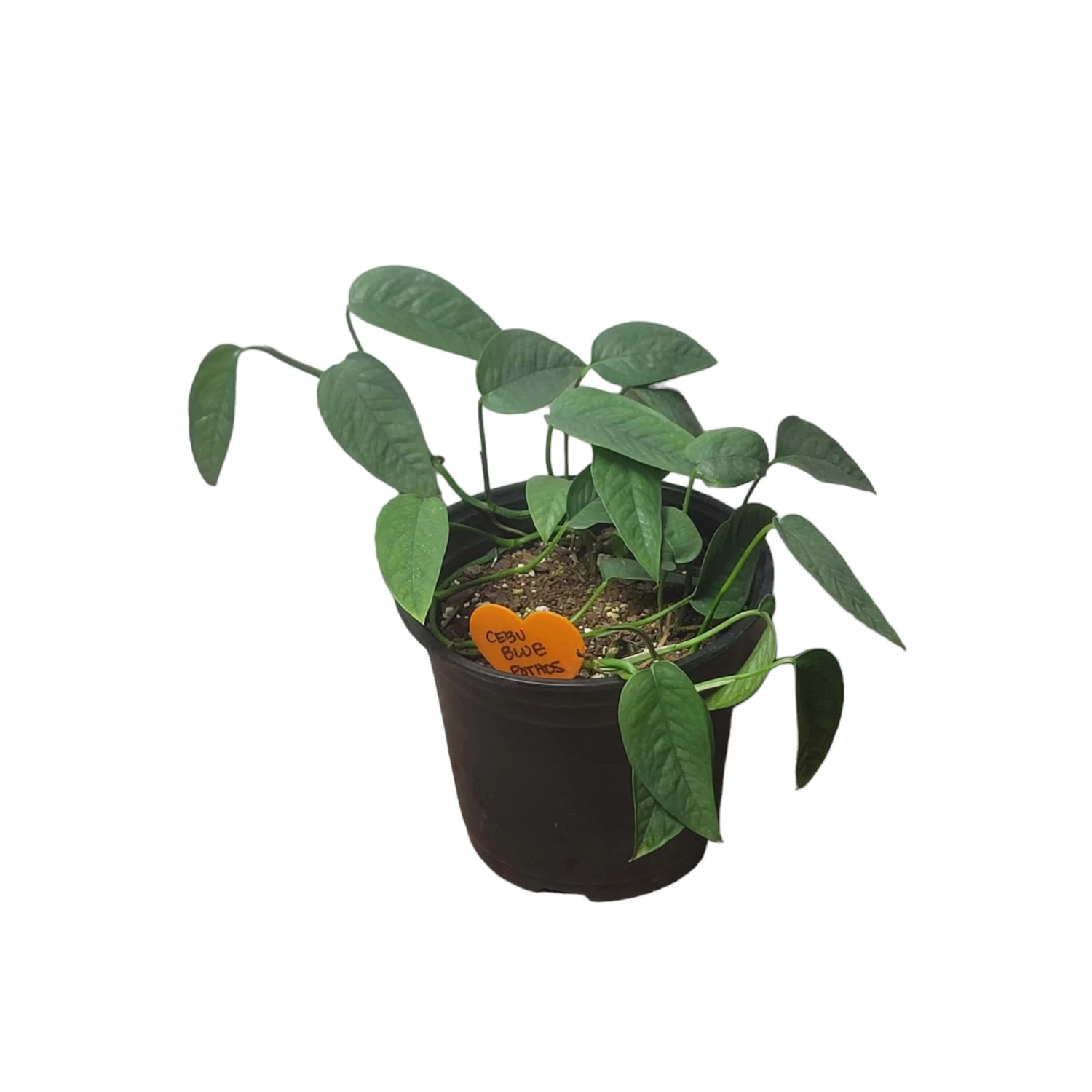 Pothos Cebu Blue - 4" Or 6" LIVE Potted Plant 5 Pothos Cebu Blue - 4" Or 6" LIVE Potted Plant - Image 3