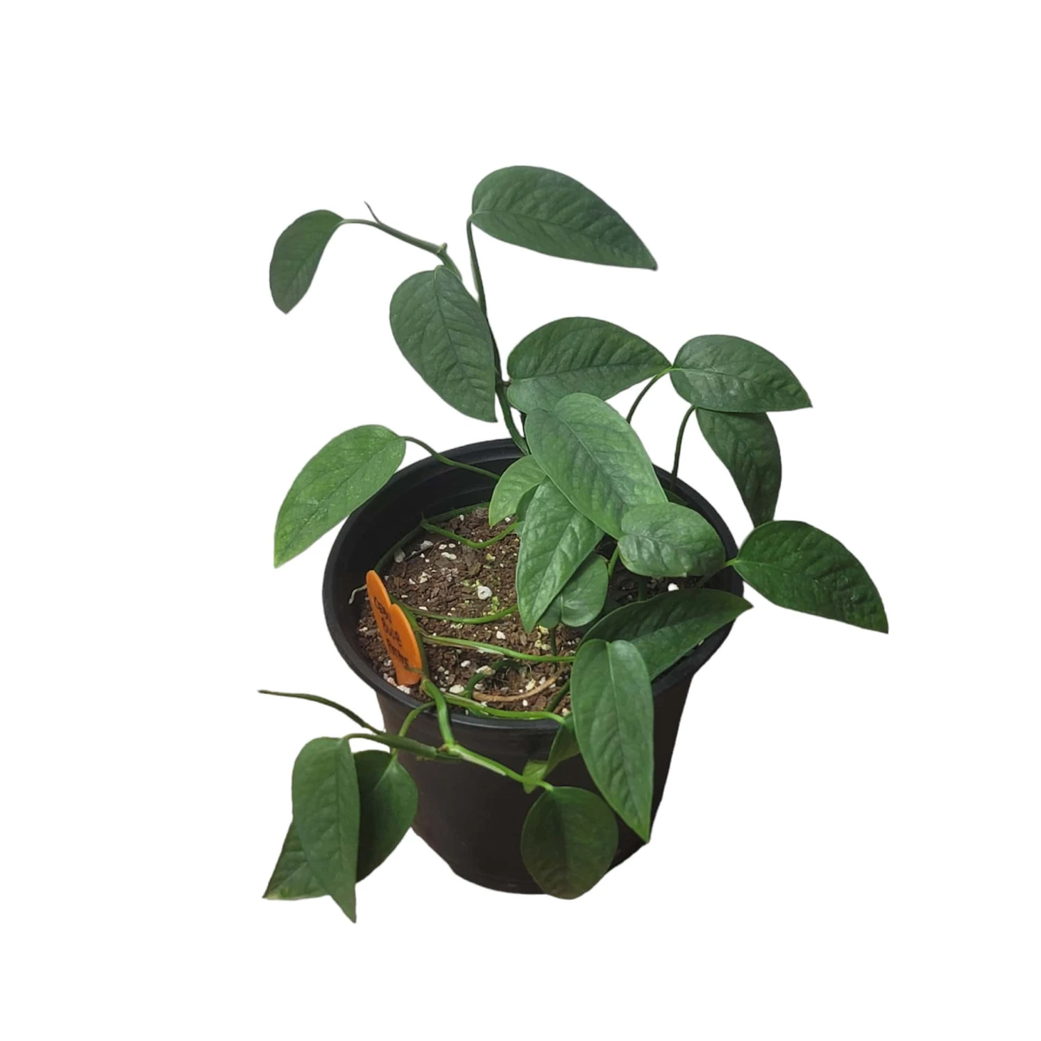 Pothos Cebu Blue - 4" Or 6" LIVE Potted Plant 6 Pothos Cebu Blue - 4" Or 6" LIVE Potted Plant - Image 4
