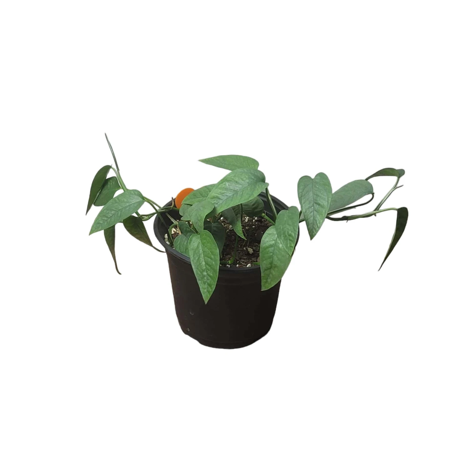 Pothos Cebu Blue - 4" Or 6" LIVE Potted Plant 7 Pothos Cebu Blue - 4" Or 6" LIVE Potted Plant - Image 5