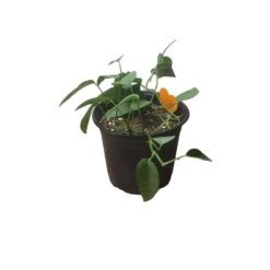 Pothos Cebu Blue - 4" Or 6" LIVE Potted Plant 18 Pothos Cebu Blue - 4" Or 6" LIVE Potted Plant -Cheap Plantly Store PhotoRoom 20231121 093020 38