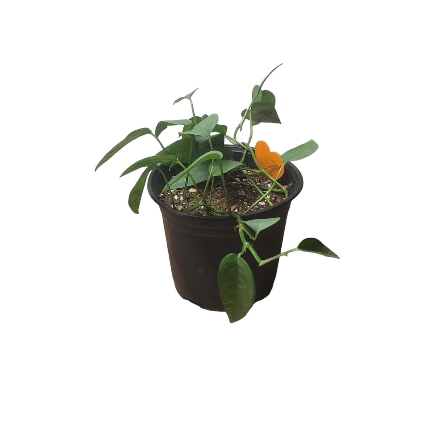 Pothos Cebu Blue - 4" Or 6" LIVE Potted Plant 8 Pothos Cebu Blue - 4" Or 6" LIVE Potted Plant - Image 6