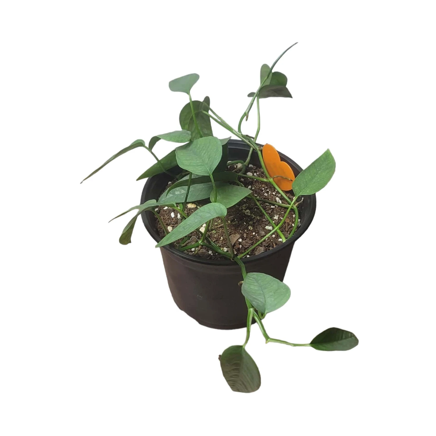 Pothos Cebu Blue - 4" Or 6" LIVE Potted Plant 9 Pothos Cebu Blue - 4" Or 6" LIVE Potted Plant - Image 7