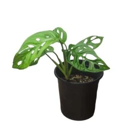 Monstera Adansonii – Swiss Cheese Plant - LIVE 4" Or 6" Potted Plant - FREE SHIPPING -Cheap Plantly Store PhotoRoom 20231121 093022 60