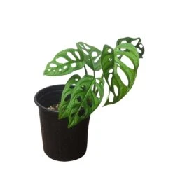 Monstera Adansonii – Swiss Cheese Plant - LIVE 4" Or 6" Potted Plant - FREE SHIPPING -Cheap Plantly Store PhotoRoom 20231121 093022 61