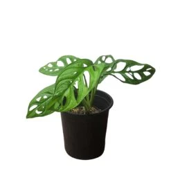 Monstera Adansonii – Swiss Cheese Plant - LIVE 4" Or 6" Potted Plant - FREE SHIPPING -Cheap Plantly Store PhotoRoom 20231121 093022 62 1