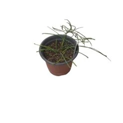 Hoya Retusa - LIVE 4" Potted Plant - Rare Plants - FREE SHIPPING -Cheap Plantly Store PhotoRoom 20231121 093907 3