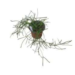 Hoya Retusa - LIVE 4" Potted Plant - Rare Plants - FREE SHIPPING -Cheap Plantly Store PhotoRoom 20231121 093907 4