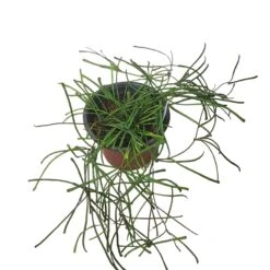 Hoya Retusa - LIVE 4" Potted Plant - Rare Plants - FREE SHIPPING -Cheap Plantly Store PhotoRoom 20231121 093907 5 1