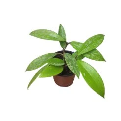 Hoya Publicalyx Speckled - 4" Live Plant - Potted Wax Plant - Rare Plants - FREE SHIPPING -Cheap Plantly Store PhotoRoom 20231121 093908 10