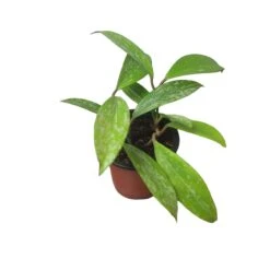 Hoya Publicalyx Speckled - 4" Live Plant - Potted Wax Plant - Rare Plants - FREE SHIPPING -Cheap Plantly Store PhotoRoom 20231121 093908 11