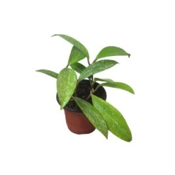 Hoya Publicalyx Speckled - 4" Live Plant - Potted Wax Plant - Rare Plants - FREE SHIPPING -Cheap Plantly Store PhotoRoom 20231121 093908 12